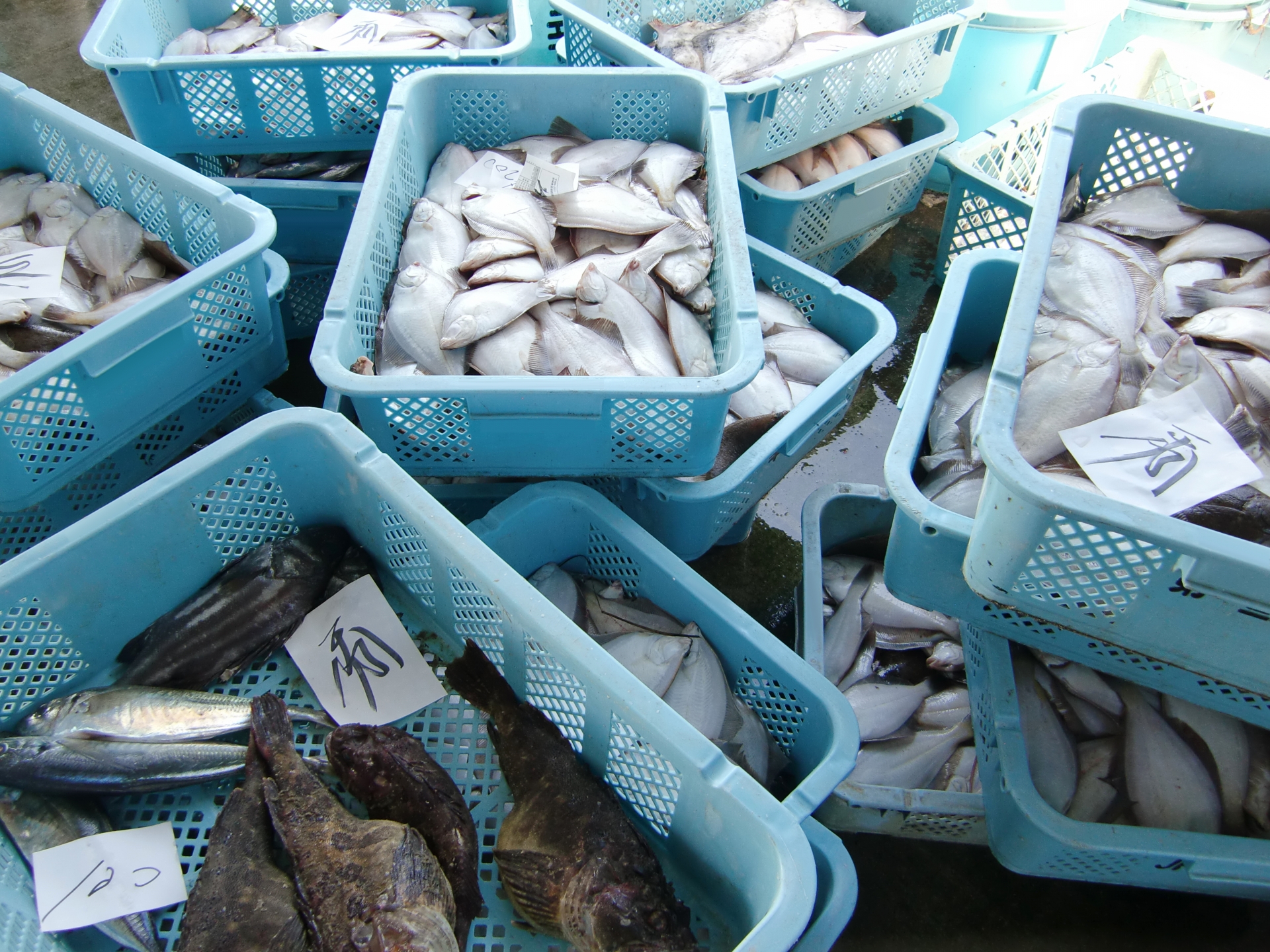 福岡の魚が更に美味しくなった理由 ついに動き始めた長浜鮮魚市場の新たな心臓部 株式会社 秀電社